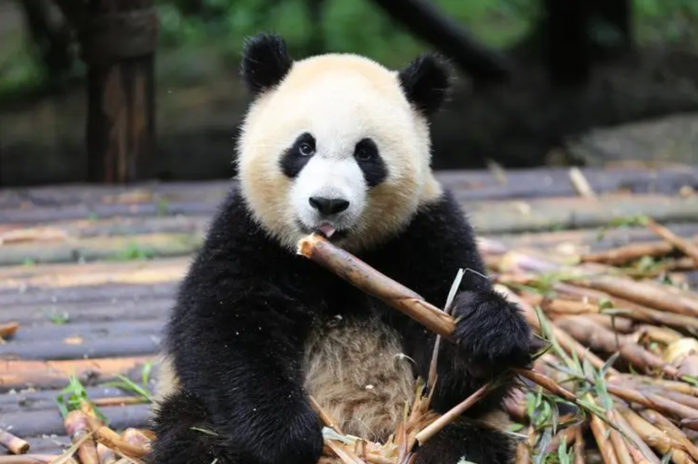 成都大熊猫