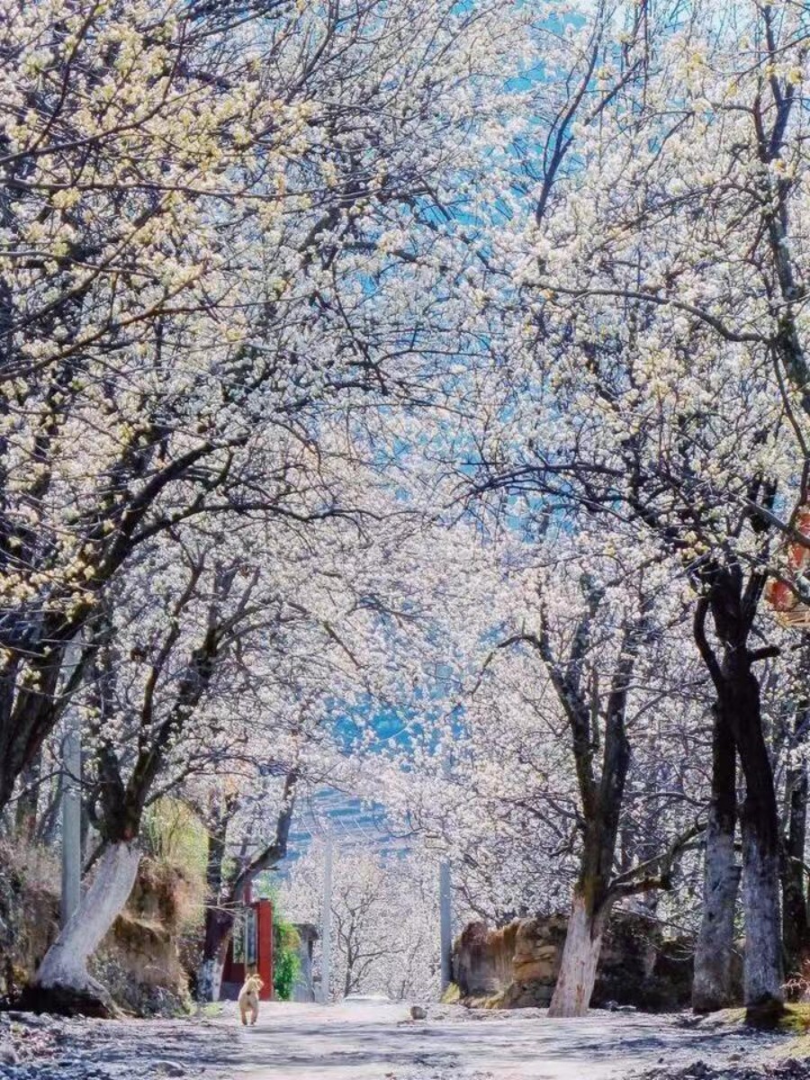 成都金川梨花甲居藏寨3日游 摄影团 -6