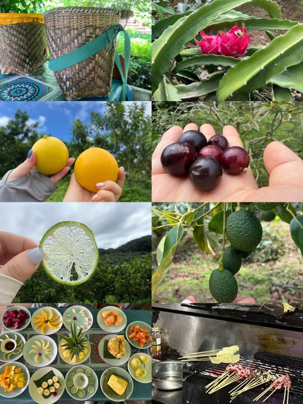 植物采摘