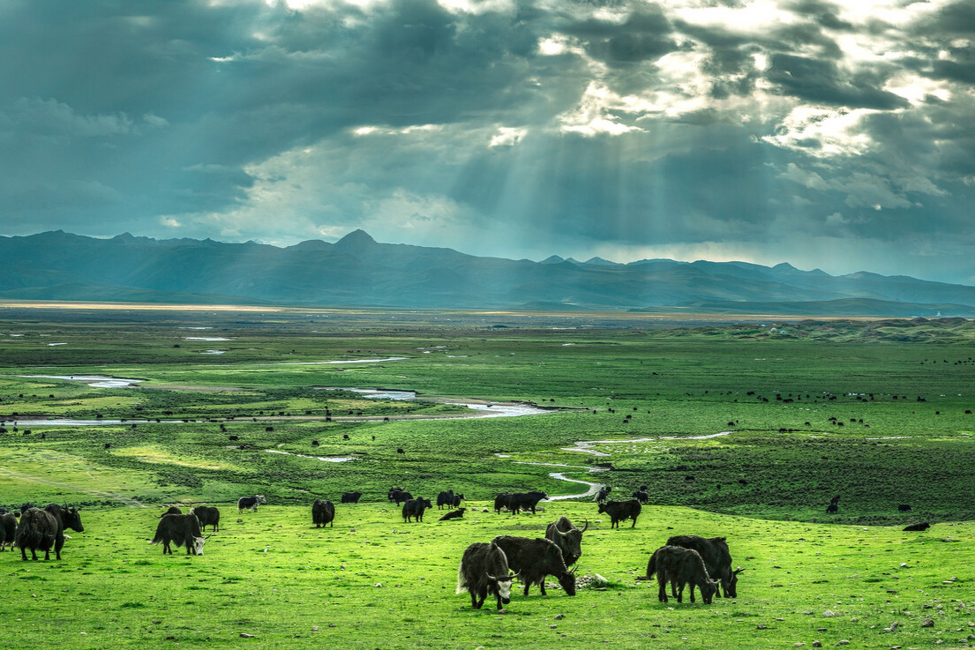 毛垭大草原 毛垭大草原