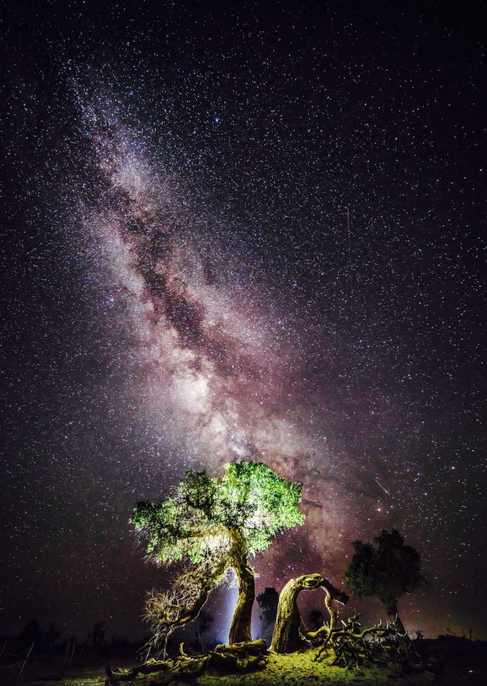 怪树林星空 (2) 怪树林星空 (2)