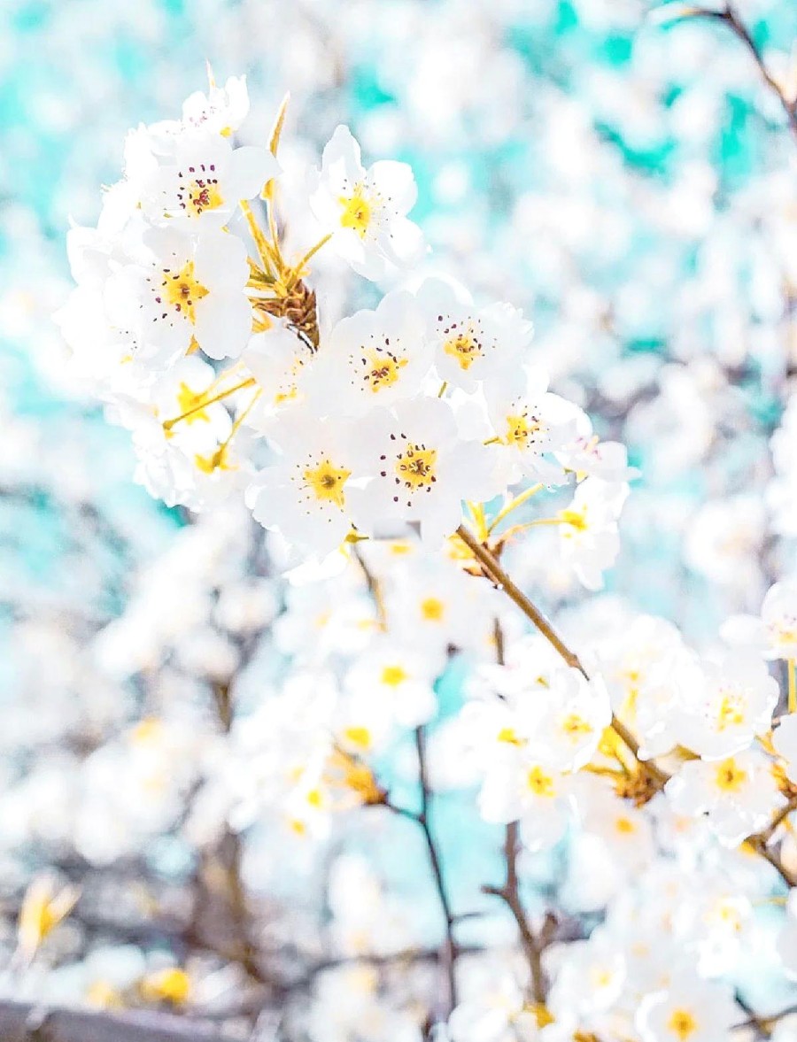 成都金川梨花甲居藏寨3日游 摄影团 -2 成都金川梨花甲居藏寨3日游 摄影团 -2