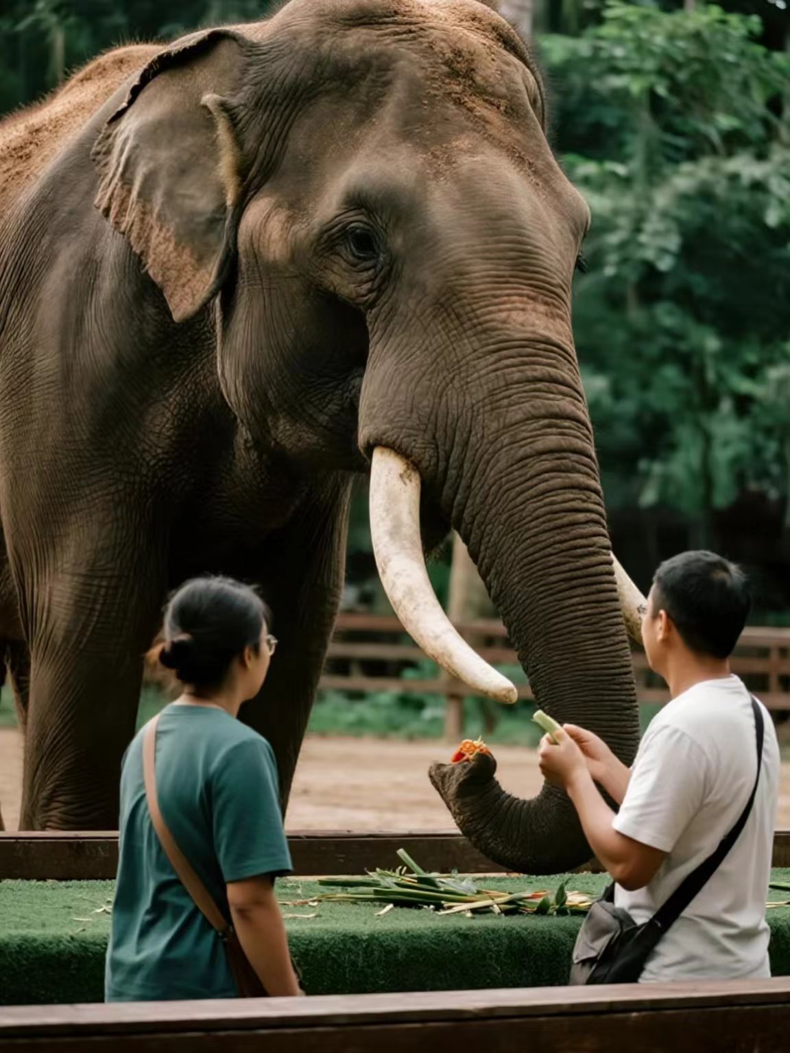 野象谷 (3)