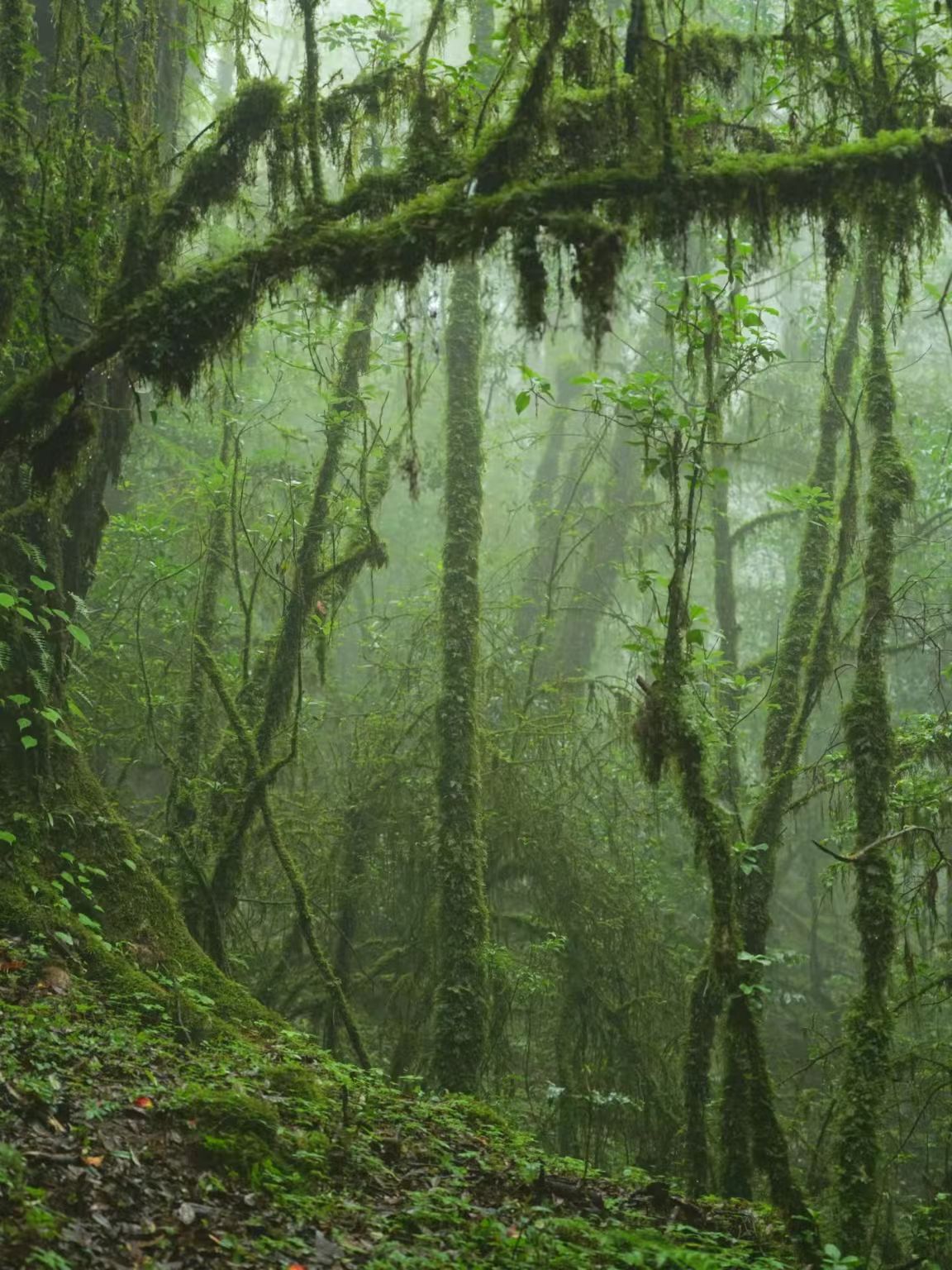 雨林徒步 (1)
