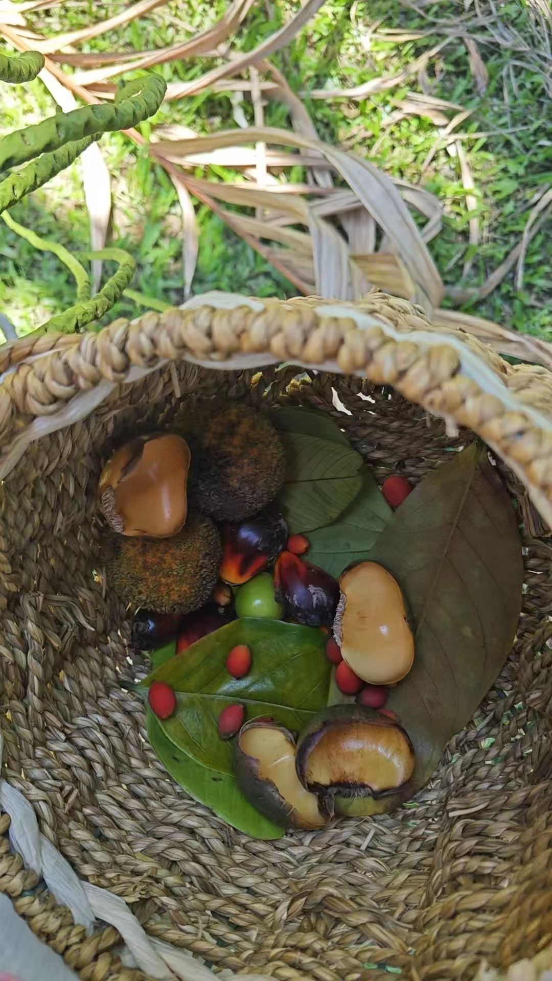 中科院植物 (3)