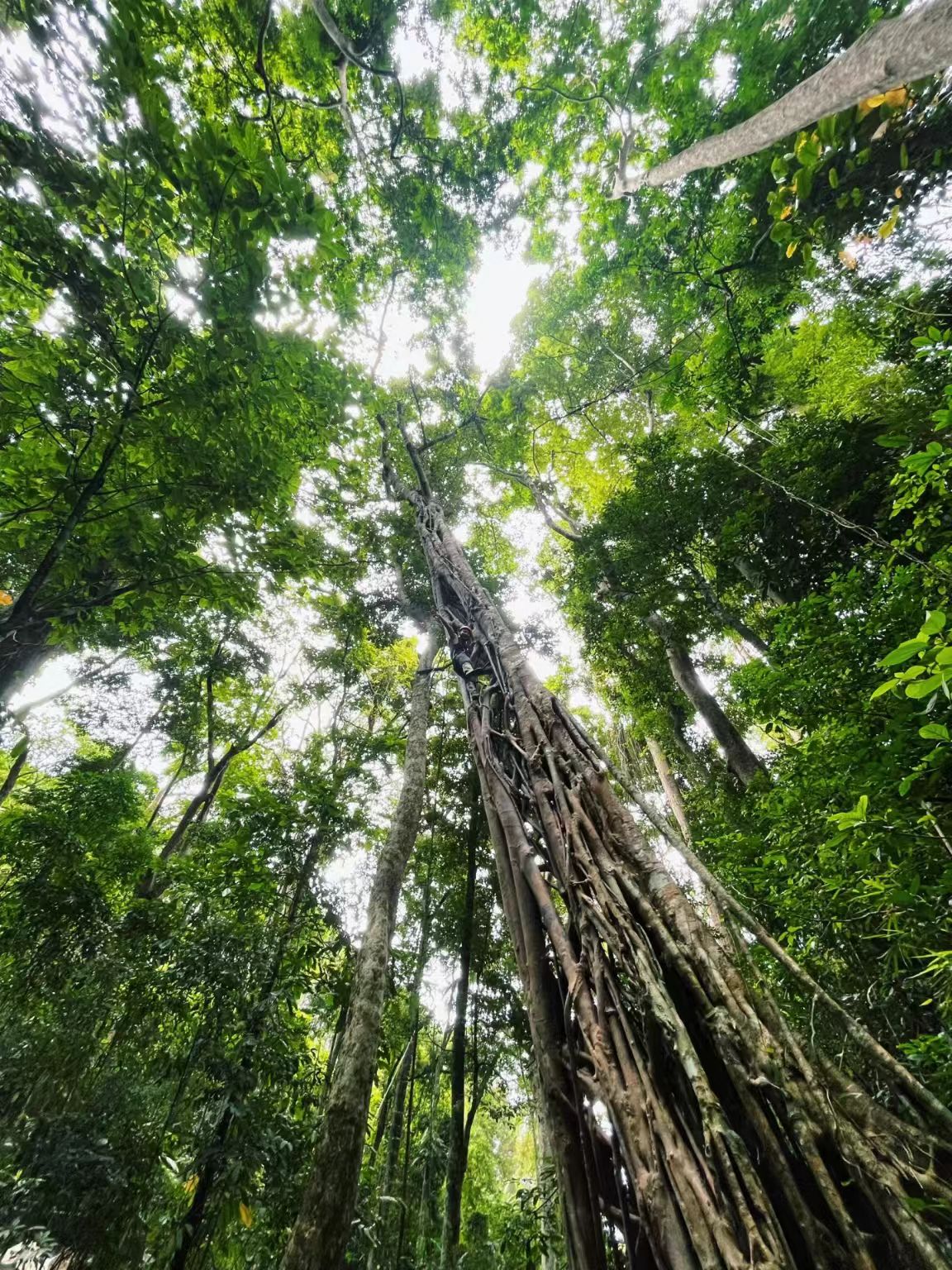 雨林徒步 (2)